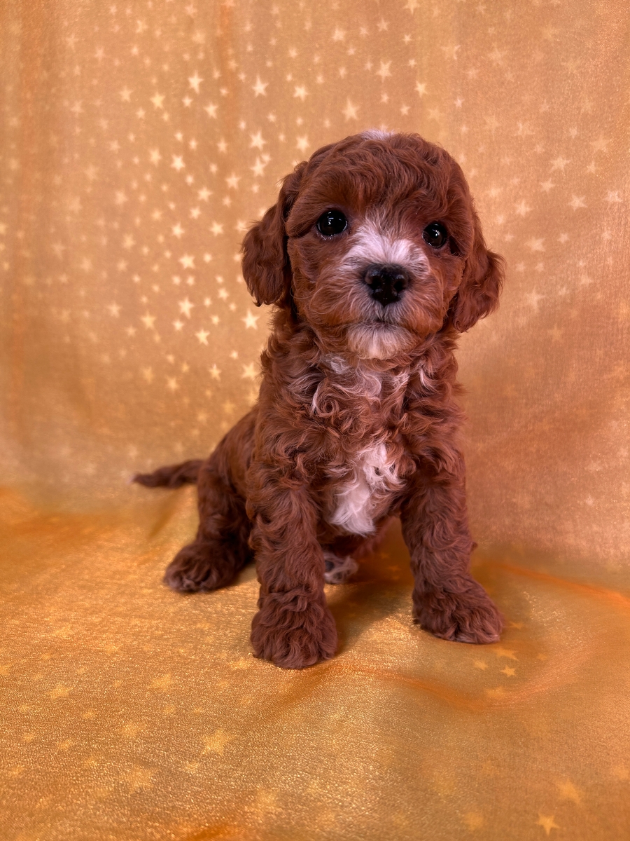 Bichon Poodle Puppy for Sale DOB 10-2-2025  $950
